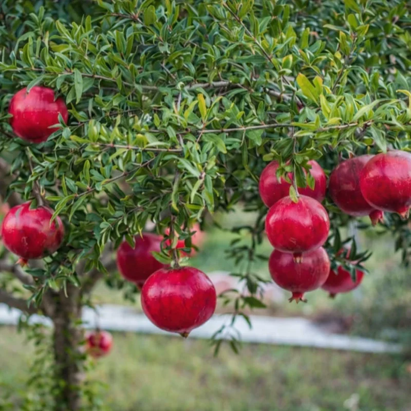 Sweet Pomegranate Live Plant - Fruit Tree for Indoor Growing - 4-7 Inches Tall - Image 1