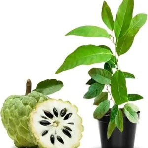 Sweet Sugar Apple Live Plant - Annona Squamosa Fruit Tree, 7-12 Inch Tall, Potted - Image 1