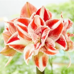 Sweet White Red Waxed Amaryllis Plant Bulb - Holiday Decorations Blooms, Zone 9-11 or Indoors - Image 6