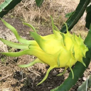 Sweet Yellow Dragon Fruit Live Plant - Pitahaya Cactus 5-8 Inch Tall - Image 2