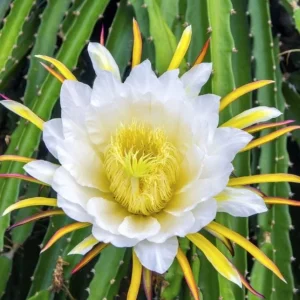 Sweet Yellow Dragon Fruit Live Plant - Pitahaya Cactus 5-8 Inch Tall - Image 4