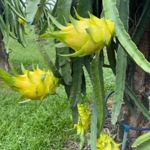 Sweet Yellow Dragon Fruit Live Plant - Pitahaya Cactus 5-8 Inch Tall - Image 5