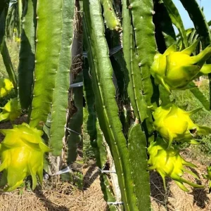 Sweet Yellow Dragon Fruit Live Plant - Pitahaya Cactus 5-8 Inch Tall - Image 7