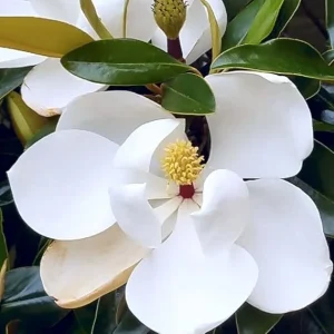 Sweetbay Magnolia Tree Live Plant, 10-18 Inches Tall, Quart Pot, Fragrant White Flowers - Image 5