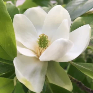 Sweetbay Magnolia Tree Live Plant – 2-3 Ft Tall, Gallon Pot, Fragrant White Flowers - Image 2