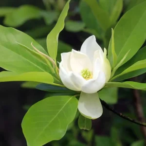 Sweetbay Magnolia Tree Live Plant, 6-12 Inch, 4 Inch Pot, Fragrant White Flowers, Outdoor - Image 3