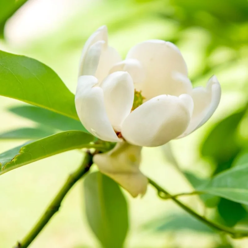 Sweetbay Magnolia Tree Live Plant, 6-12 Inch, 4 Inch Pot, Fragrant White Flowers, Outdoor - Image 4