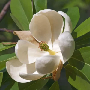 Sweetbay Magnolia Tree Live Plant, 6-12 Inch, 4 Inch Pot, Fragrant White Flowers, Outdoor - Image 5