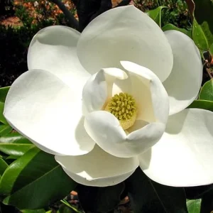 Sweetbay Magnolia Tree Live Plant 8-14 Inches Tall, Quart Pot, Fragrant White Flowers - Image 1