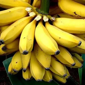 Sweetheart Banana Plant Live, Cold Hardy Banana Tree, 4-7