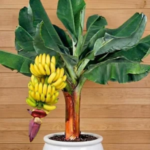 Sweetheart Banana Plant Live, Cold Hardy Banana Tree, 4-7