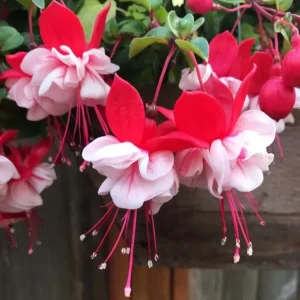Swingtime Fuchsia Live Plant - 5 Inch Pot, Red & White Flowering Shrub for Hanging Baskets - Image 2