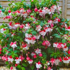 Swingtime Fuchsia Live Plant - 5 Inch Pot, Red & White Flowering Shrub for Hanging Baskets - Image 3