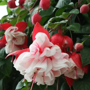 Swingtime Fuchsia Live Plant - 5 Inch Pot, Red & White Flowering Shrub for Hanging Baskets - Image 4