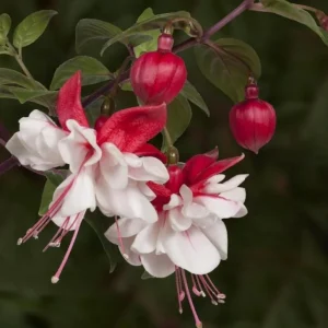 Swingtime Fuchsia Live Plant - 5 Inch Pot, Red & White Flowering Shrub for Hanging Baskets - Image 5