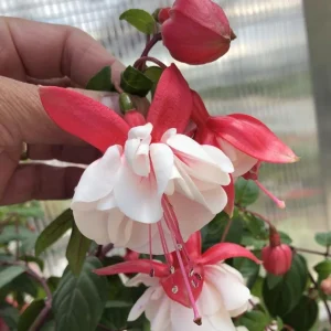 Swingtime Fuchsia Live Plant - 5 Inch Pot, Red & White Flowering Shrub for Hanging Baskets - Image 6
