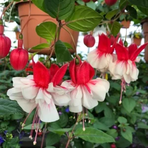 Swingtime Fuchsia Live Plant - 5 Inch Pot, Red & White Flowering Shrub for Hanging Baskets - Image 7