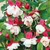 Swingtime Fuchsia Live Plant - 5 Inch Pot, Red & White Flowering Shrub for Hanging Baskets - Image 1