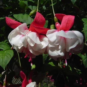 Swingtime Fuchsia Live Plant - 5 Inch Pot, Red & White Flowering Shrub for Hanging Baskets - Image 9