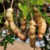 Tamarind Live Plant 3' Tall - Edible Fruit Tree, Tropical for Patio - Image 1