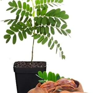 Tamarind Tree Live Plant - 4 Inch Pot - Tropical Fruit - 5+ Inches Tall - Image 4