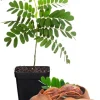 Tamarind Tree Live Plant - 4 Inch Pot - Tropical Fruit - 5+ Inches Tall - Image 1