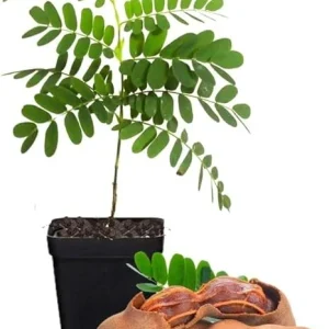 Tamarind Tree Live Plant - 4 Inch Pot - Tropical Fruit - 5+ Inches Tall - Image 1
