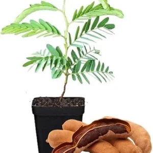 Tamarind Tree Live Plant – 5-8 Inch Tall Outdoor Fruit Plant - Image 3