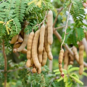 Tamarind Tree Live Plant - 6-8 Inch Tall Tropical Fruit Tree Perennial - Image 2
