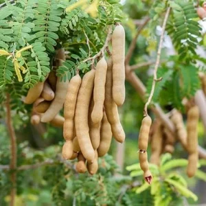 Tamarind Tree Live Plant - 6-8 Inch Tall Tropical Fruit Tree Perennial - Image 4