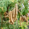 Tamarind Tree Live Plant - 6-8 Inch Tall Tropical Fruit Tree Perennial - Image 1