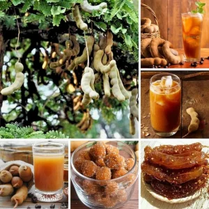 Tamarind Tree Plant Live, Tamarind Fruit Perennial Tropical Plants, Live Fruit Tree, 3 Feet Tall in 3 Gallon for Outdoor Gardening - Image 3