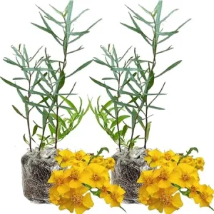 Tarragon Live Plant, 2 Pack, 4-5 Inch Well-Rooted Herb for Culinary Gardens - Image 6