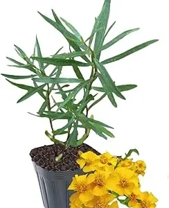 Tarragon Live Plant – Herb Mint Plug – 3 to 5 Inches Tall – Culinary Garden - Image 1