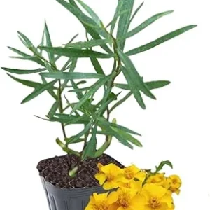 Tarragon Live Plant – Herb Mint Plug – 3 to 5 Inches Tall – Culinary Garden - Image 4