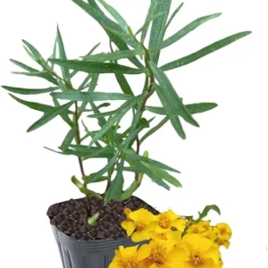 Tarragon Live Plant – Herb Mint Plug – 3 to 5 Inches Tall – Culinary Garden - Image 5