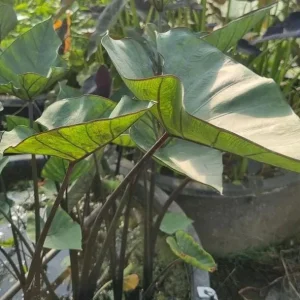 Tea Cup Colocasia Live Plant – Elephant Ear Taro – 5-9 Inch Tall – Easy Grow - Image 2