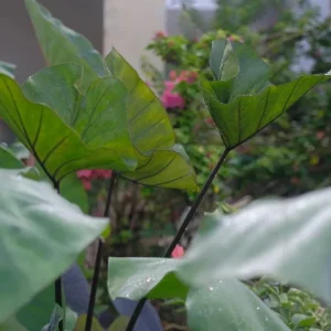 Tea Cup Colocasia Live Plant – Elephant Ear Taro – 5-9 Inch Tall – Easy Grow - Image 3