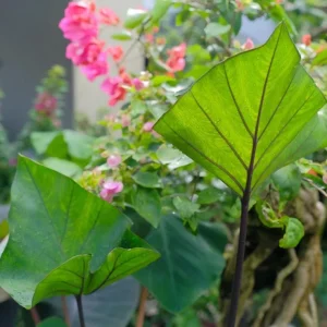Tea Cup Colocasia Live Plant – Elephant Ear Taro – 5-9 Inch Tall – Easy Grow - Image 4