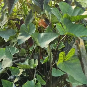 Tea Cup Colocasia Live Plant – Elephant Ear Taro – 5-9 Inch Tall – Easy Grow - Image 7