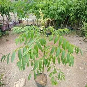 Thai June Plum Tree Live Plant - 3 Gallon Pot, 2-3 Years Old, Tropical Fruit - Image 7