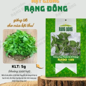 Thai Lemon Basil Seeds - 2000 Seeds for Planting Aromatic Heirloom Herb - Image 2