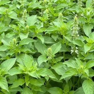Thai Lemon Basil Seeds - 2000 Seeds for Planting Aromatic Heirloom Herb - Image 4