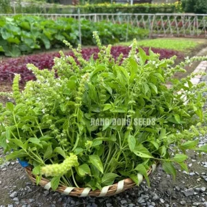 Thai Lemon Basil Seeds - 2000 Seeds for Planting Aromatic Heirloom Herb - Image 5