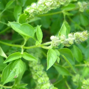 Thai Lemon Basil Seeds - 2000 Seeds for Planting, Aromatic Heirloom Herb - Image 6