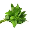 Thai Lemon Basil Seeds - 2000 Seeds for Planting, Aromatic Heirloom Herb - Image 1