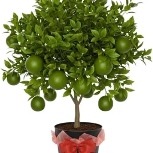 Thai Lime Tree Live Plant - 3 Gallon Pot, Already Bearing Fruit, Cold Hardy - Image 4