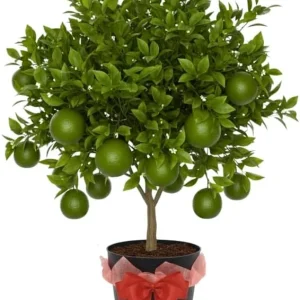 Thai Lime Tree Live Plant - 3 Gallon Pot, Already Bearing Fruit, Cold Hardy - Image 5