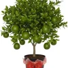 Thai Lime Tree Live Plant - 3 Gallon Pot, Already Bearing Fruit, Cold Hardy - Image 1