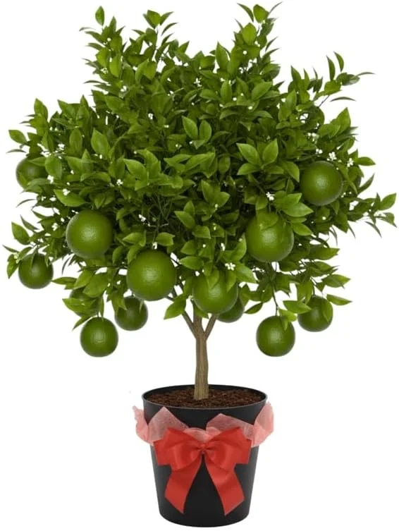 Thai Lime Tree Live Plant – Bearing Fruit – 3 Gallon Pot – Cold Hardy - Image 1
